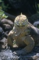Iguane terrestre des Galapagos (Conolophus subcristatus) Ref:36879